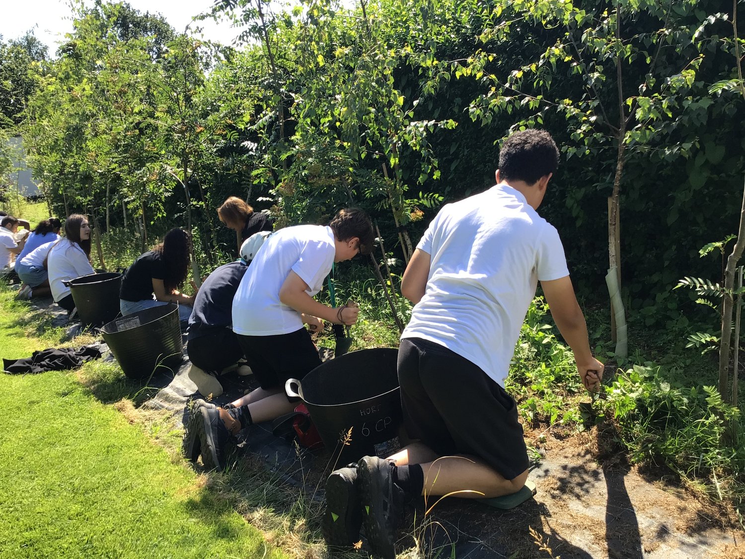 A group of students in white shirts kneel on the grass, working together to weed and tend to plants in a garden on a sunny day.